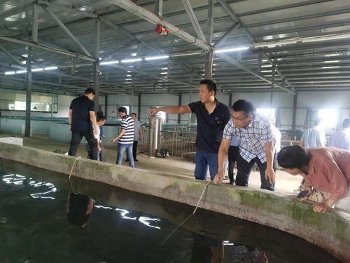 雙十 行動支部丨科技幫扶增添動力 黨建助推鄉村振興